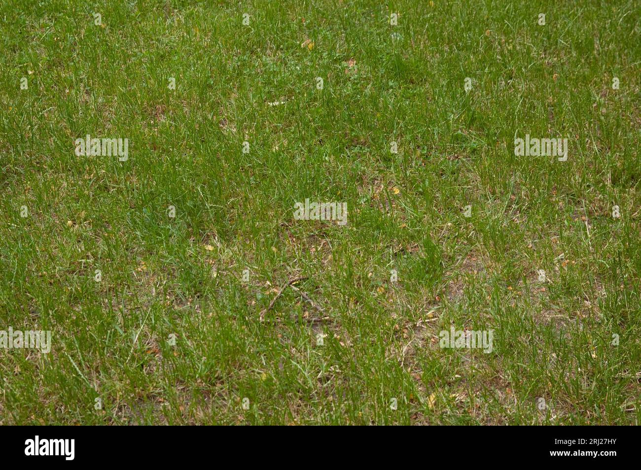 Sommerhintergrund: Üppiges, hellgrünes Gras Stockfoto