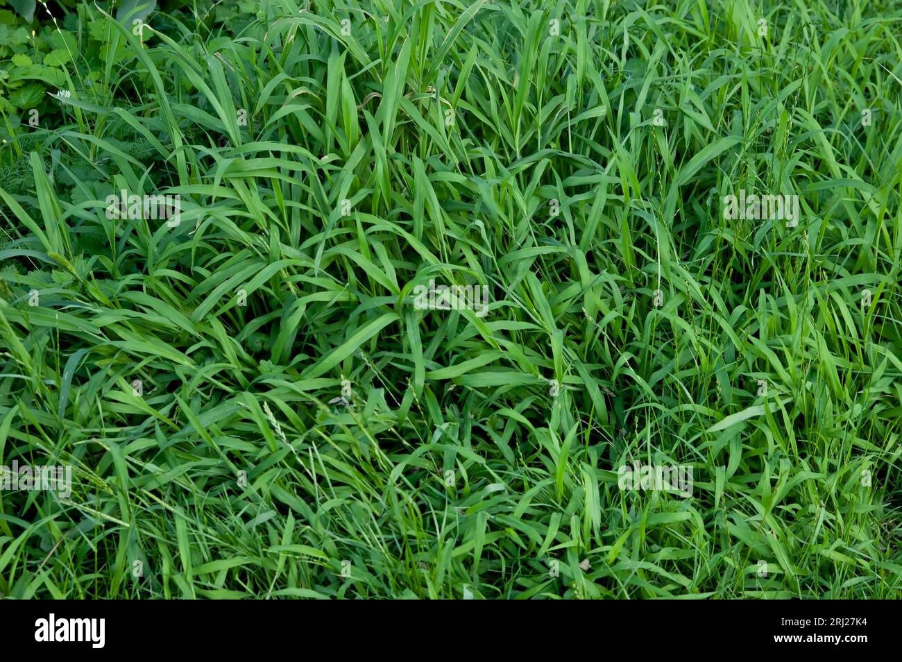 Sommerhintergrund: Üppiges, hellgrünes Gras Stockfoto