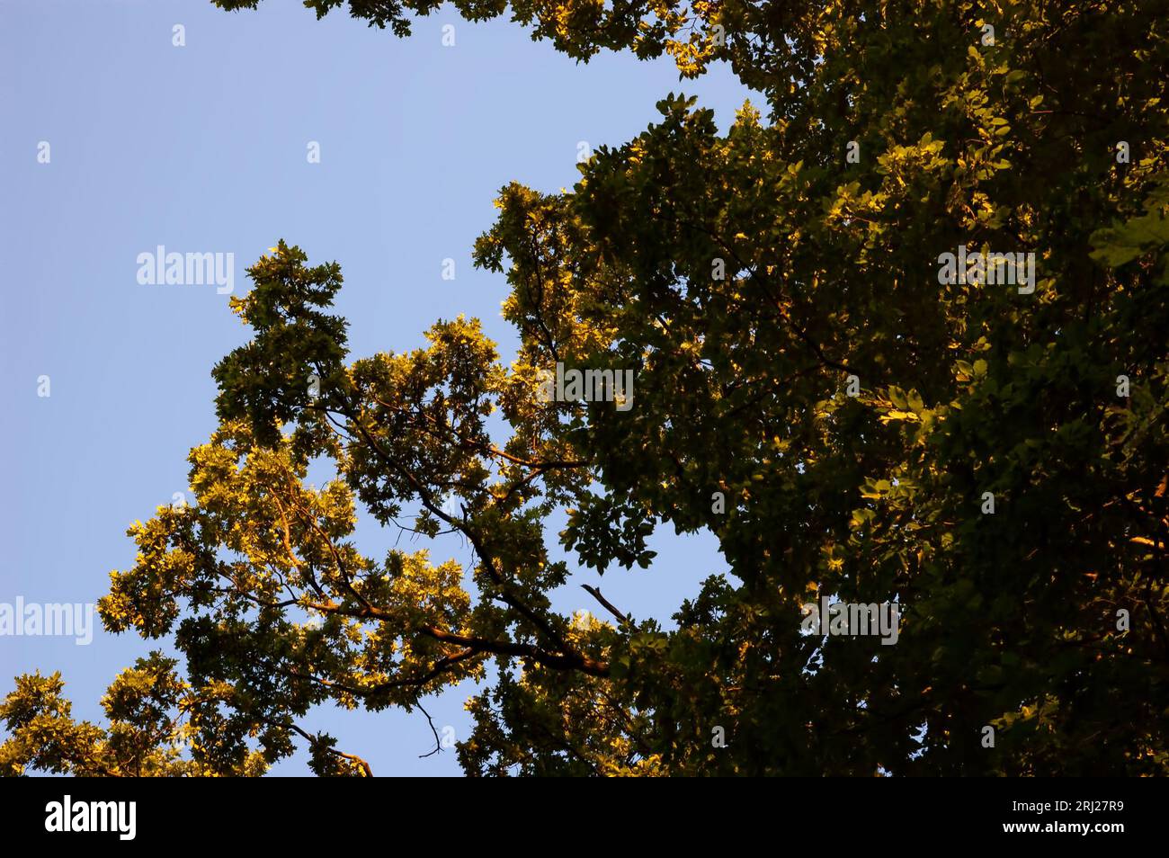 Sommerhintergrund: Baumzweige mit Blättern vor dem blauen Himmel Stockfoto