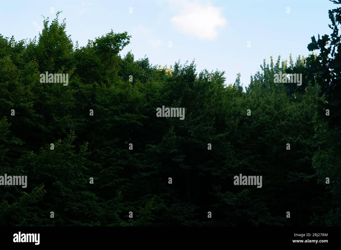 Sommerhintergrund: Grüner Wald mit dichtem Laub Stockfoto