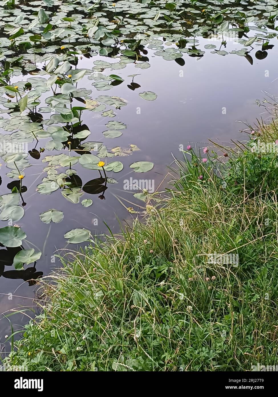 Sommerhintergrund: Ruhiges Wasser mit grünen Blättern und gelben Blüten von Seerosen, saftiges grünes Gras am Ufer Stockfoto