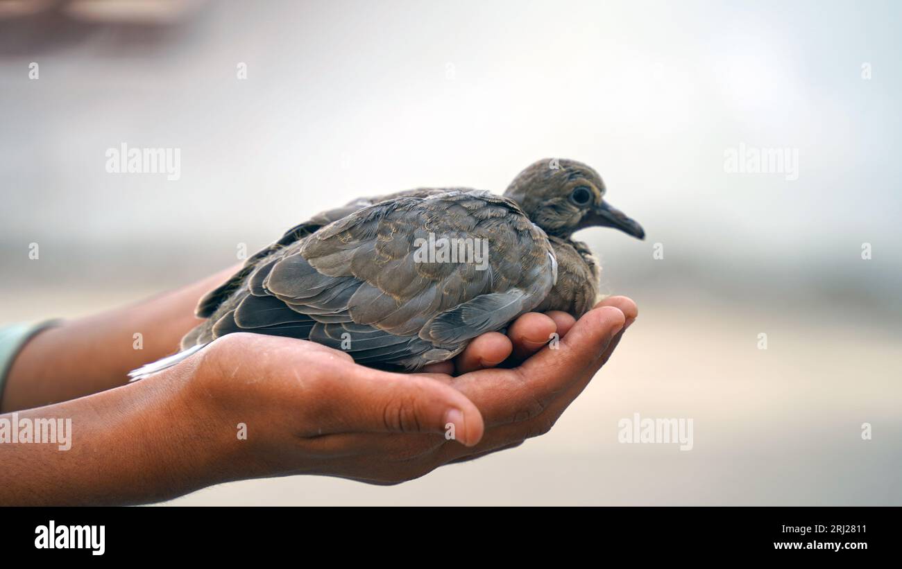Hilf den Vögeln, das kleine Küken sitzt auf seiner Handfläche. Das Sparrow Chick in der Hand des Menschen. Nahaufnahme. Stockfoto