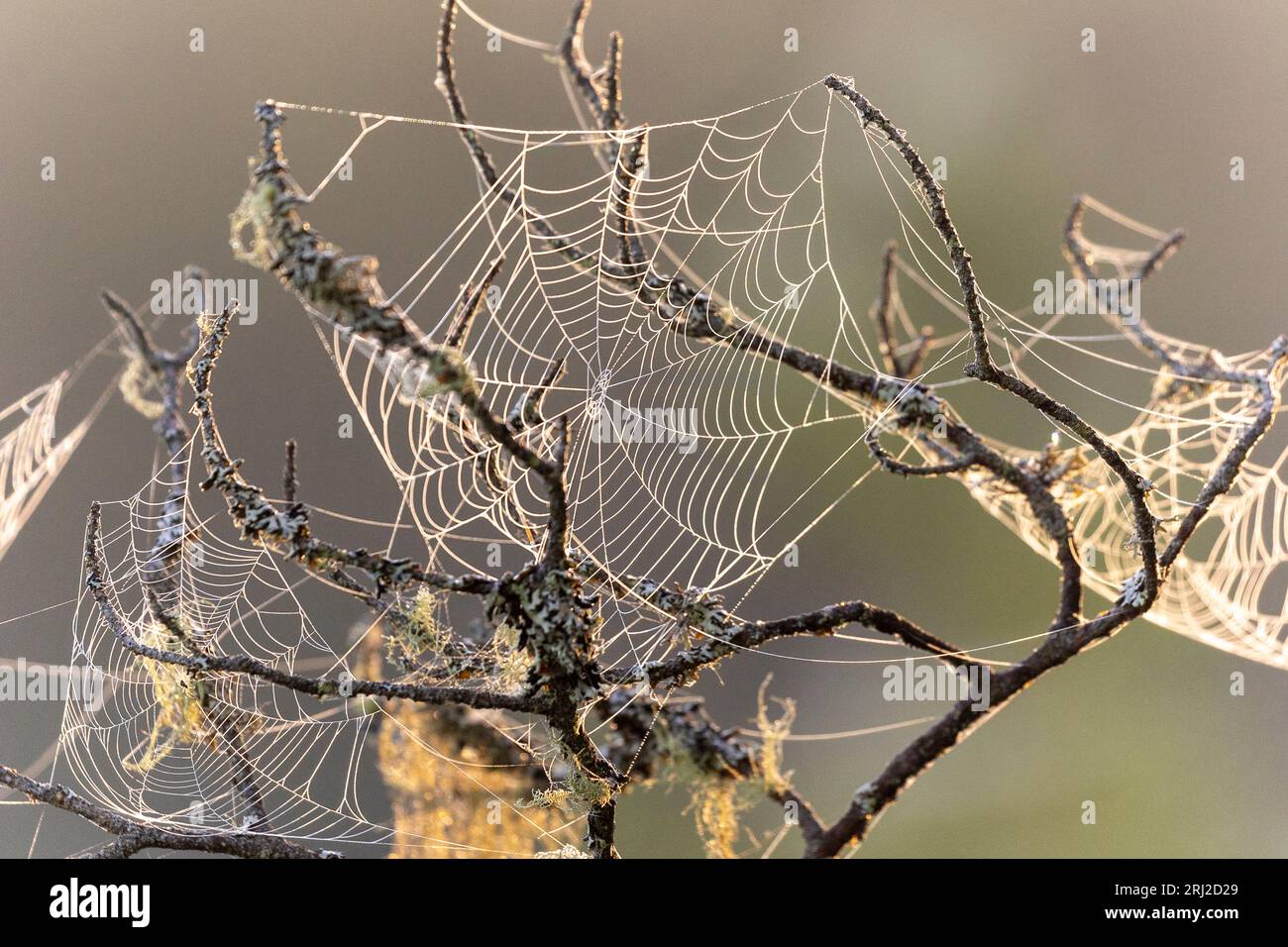 Die Spinne ist ein Meister beim Beutefangen in ihrem Netz, große und kleine Beute werden gefangen und für das bevorstehende Abendessen verpackt Stockfoto