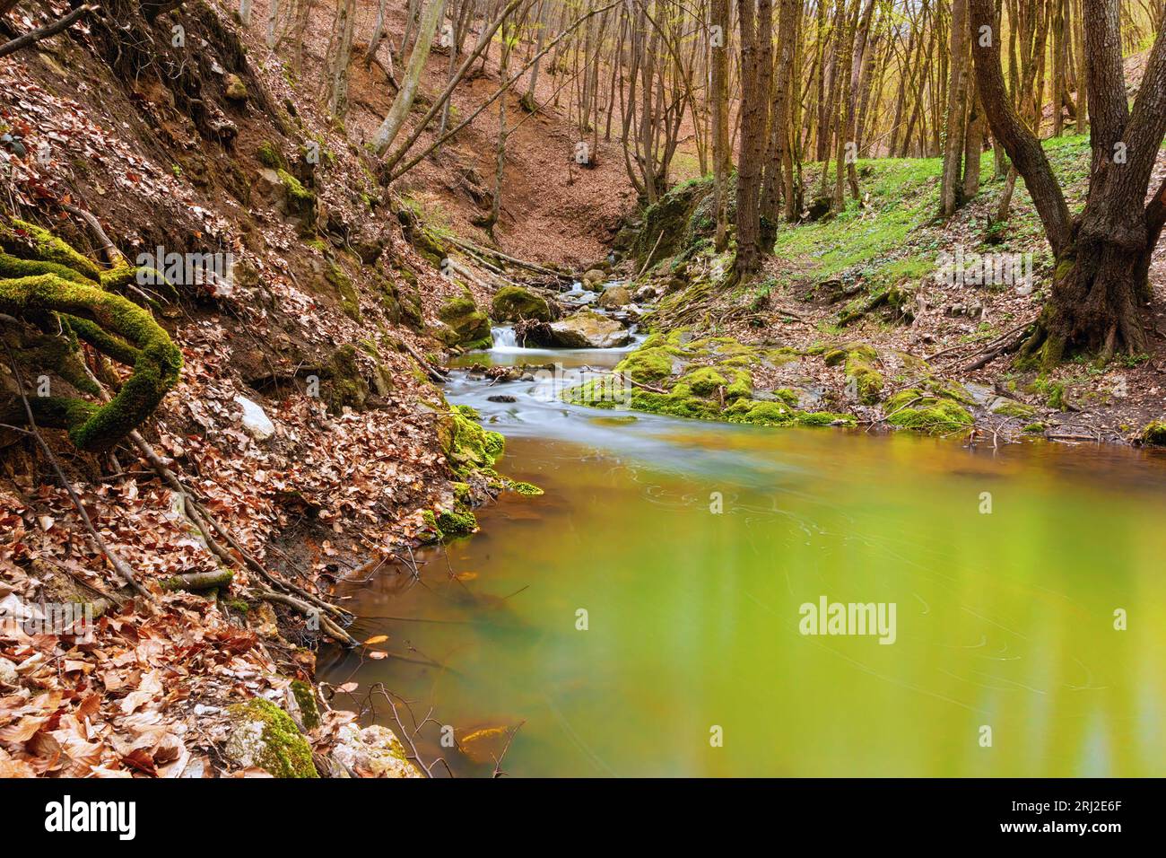 Wunderschöner wilder Fluss in den Apuseni Bergen, Borzesti Schluchten; dies ist ein Naturgebiet in Transsilvanien Stockfoto