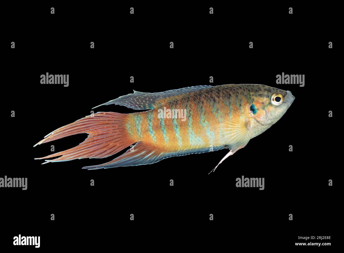 Männlicher Paradiesfisch auf dunklem Hintergrund. (Macropodus opercularis); dies ist ein farbenfroher Fisch aus Asien, der für Becken beliebt ist Stockfoto