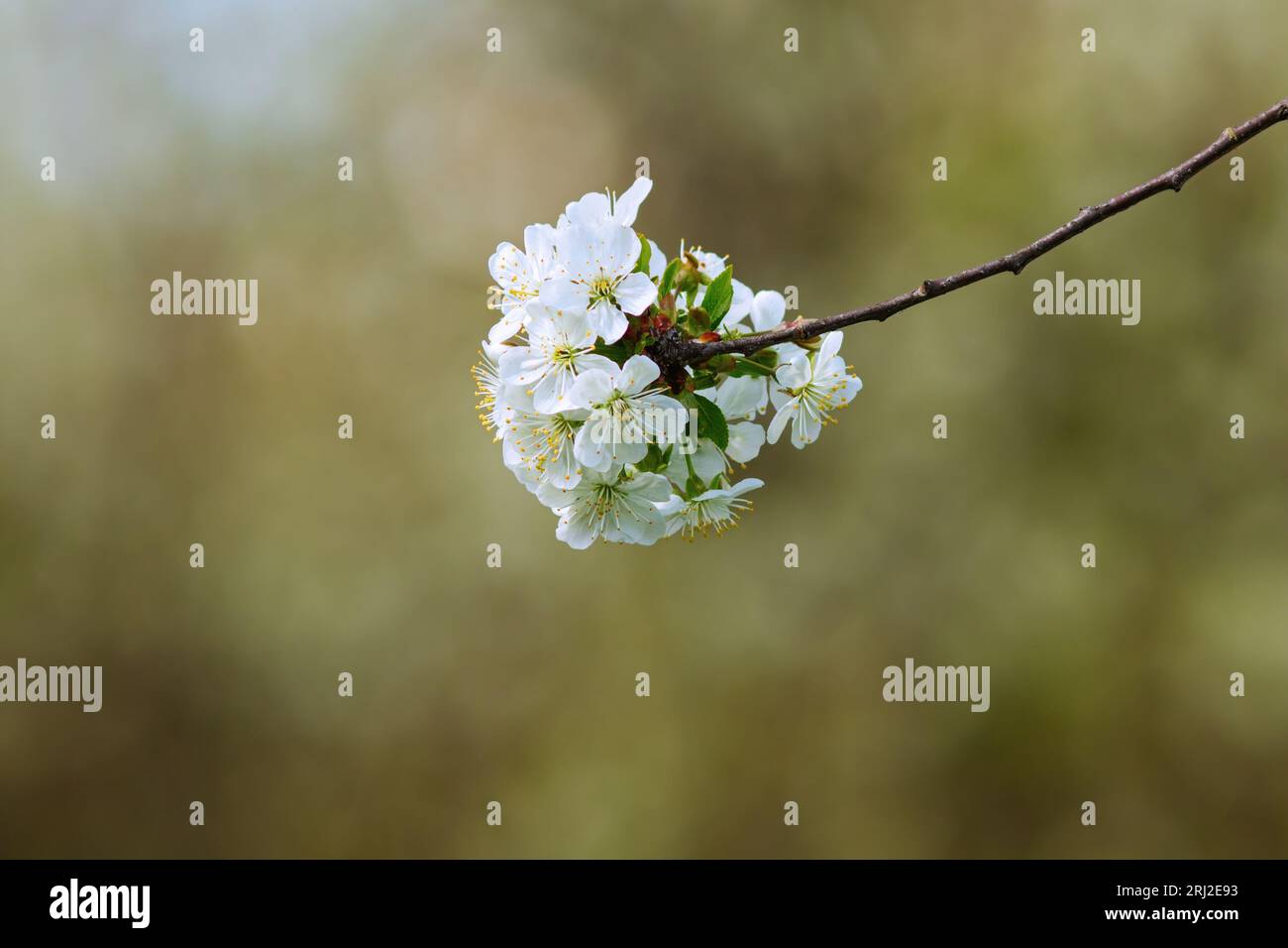 Wilder Prunus cerasifera in Blüte (Kirschpflaume) Stockfoto