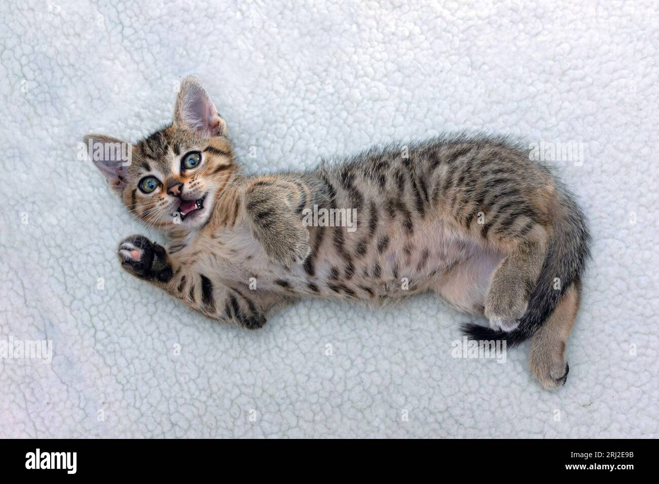 tabby Katze in voller Länge, süßes Kätzchen auf weißer Decke und Blick auf die Kamera Stockfoto