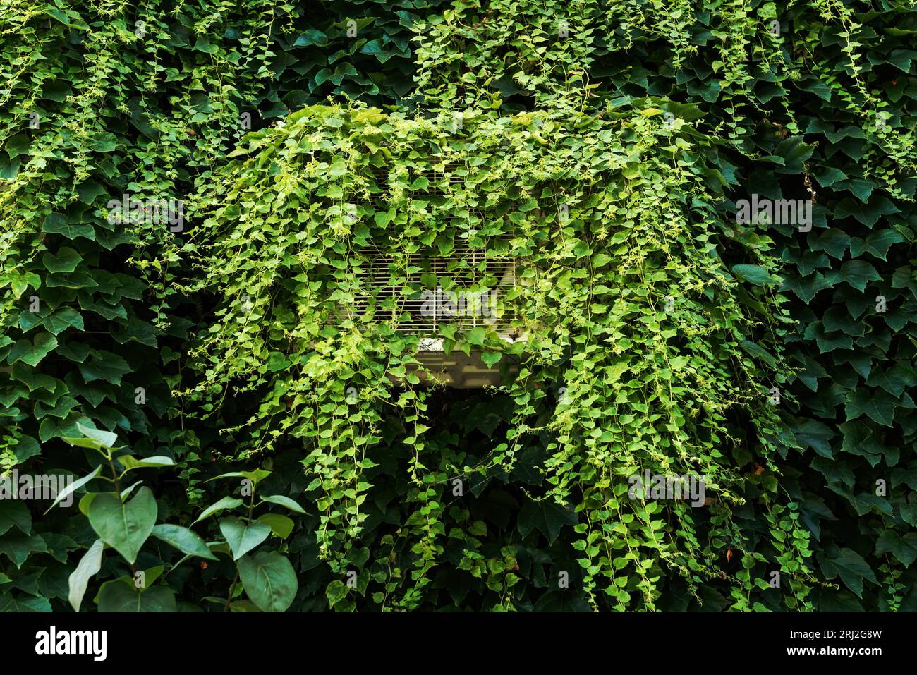 Externe Einheit der Wärmepumpe der Klimaanlage, die in einer Kriechanlage an der Außenwand montiert ist Stockfoto