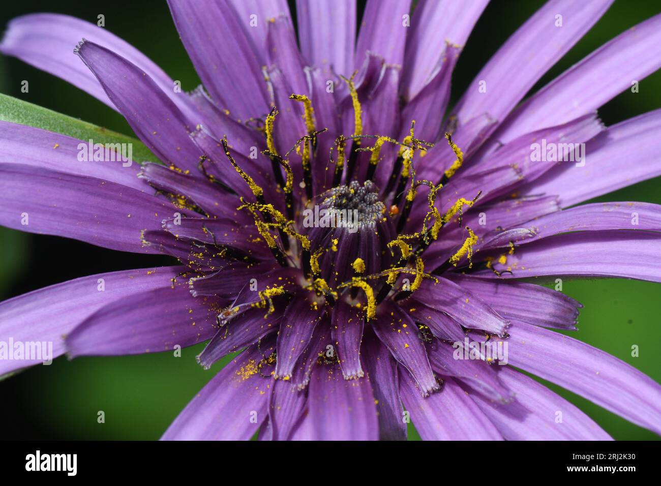 Salsify 'Tragopogon porrifolius' Nahaufnahme von lila / rosa Blütenkopf, tiefviolette Blüten mit goldgelben Stigma.Abstrakte Formen kontrastierenden Colou Stockfoto