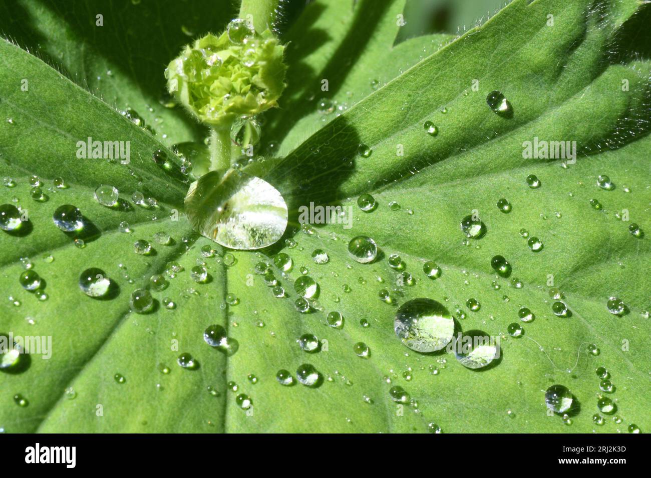 Alchemilla mollis, Damenmantel, krautige mehrjährige Pflanze, bedeckt mit Regentropfen in einem Somerset-Garten.UK Stockfoto