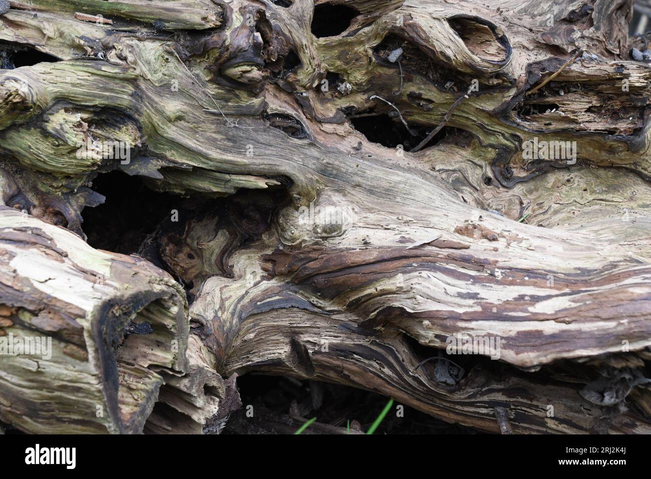 Abstrakte Formen und verschiedene Farben eines alten Baumstumpfes, die durch Verwitterung, Verrottung und Insektenaktion entstanden sind, Stockfoto
