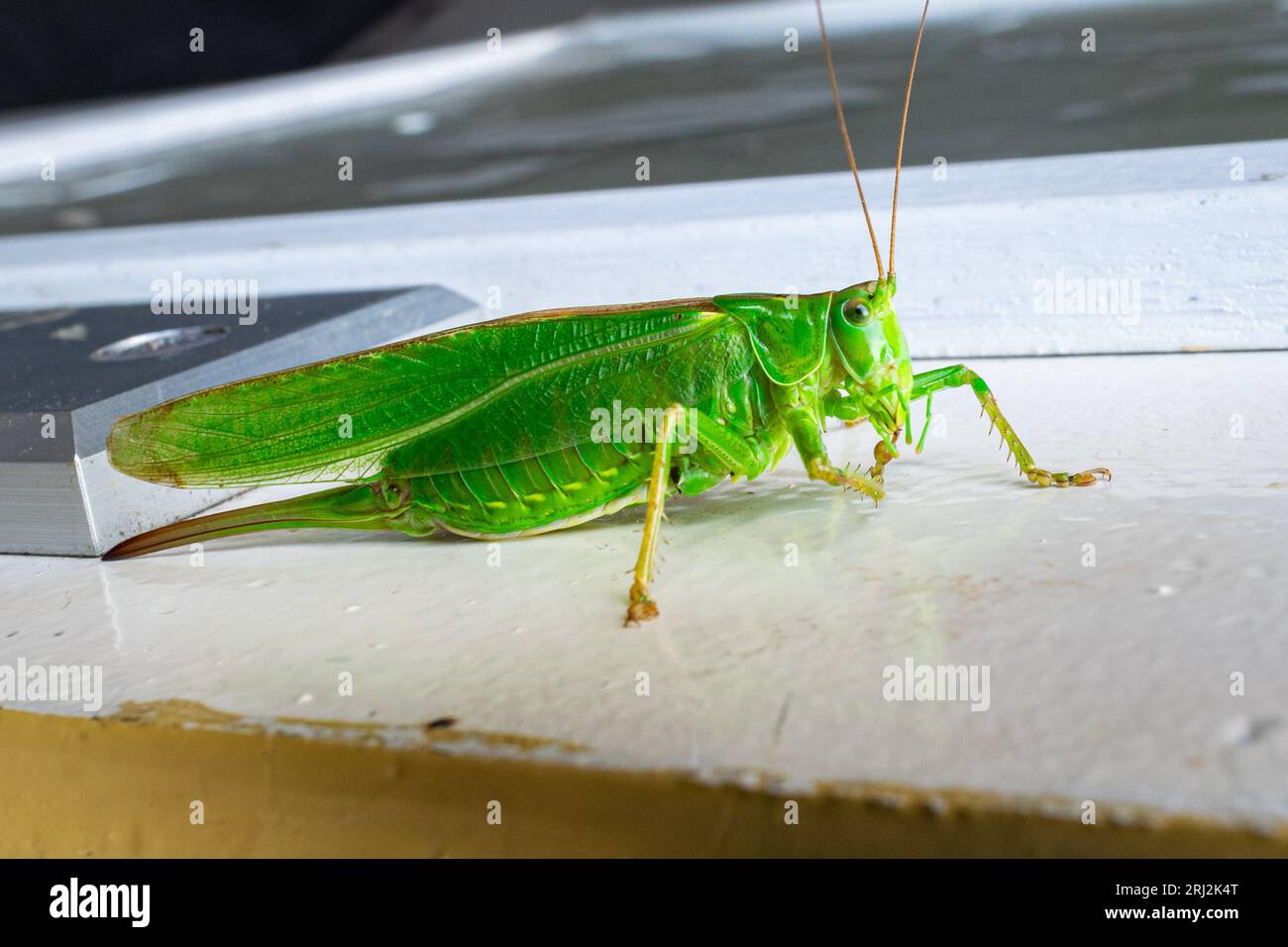 Detailreiche Aufnahme einer grasshopper in leuchtendem Grün Stockfoto