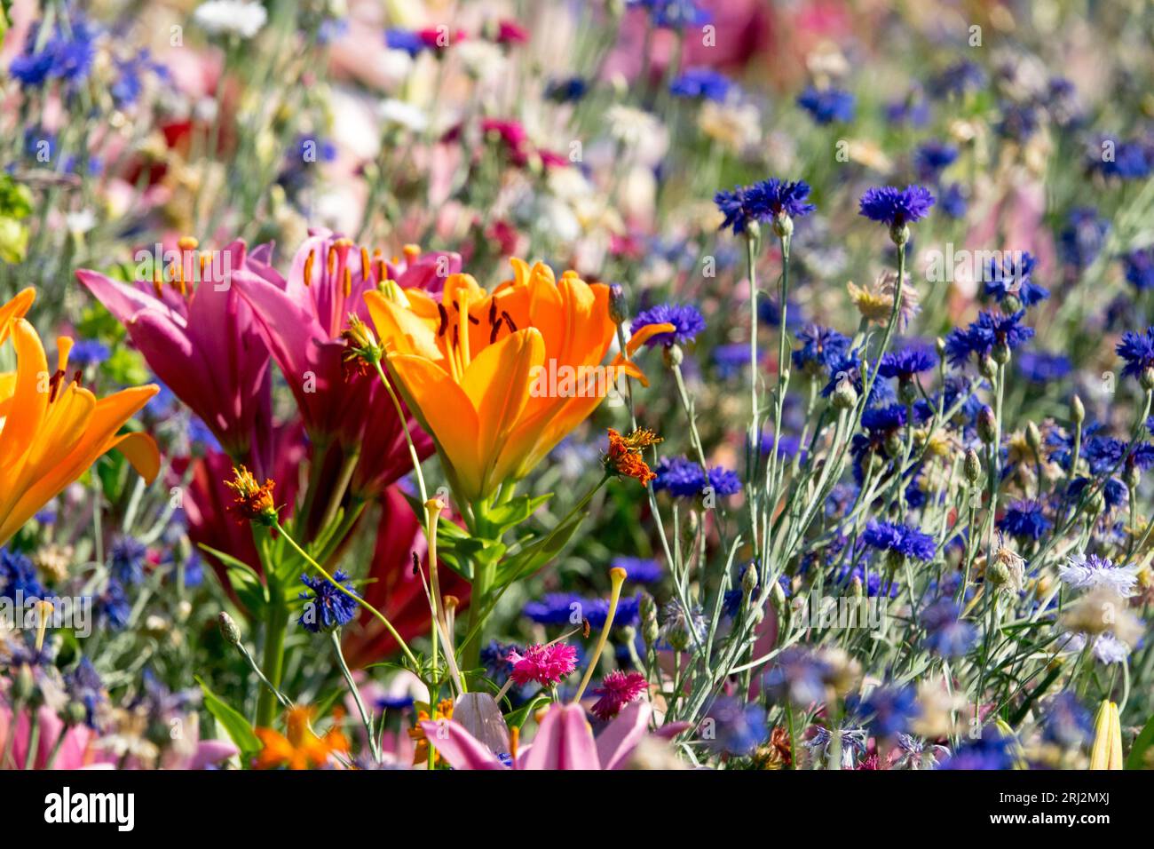 Sommer, bunt, Blumen, Blau, Orange, gemischt, Sommer, Pflanzen, Bachelorknöpfe, Lilien Stockfoto