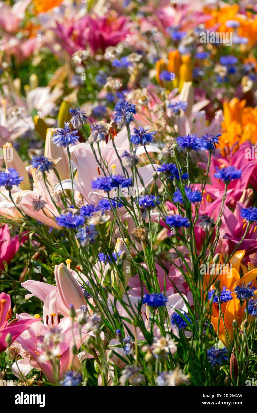 Junggesellenknöpfe, Blau, Centaurea cyanus, Lilien, pastellfarbene Pflanzen, bunt, Sommer, Blumenbeet Rosa, Orange, Blumen gemischt Stockfoto