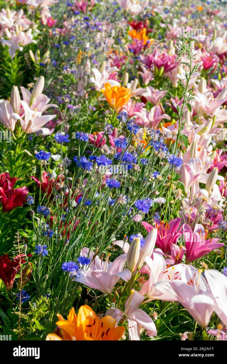 Farbpalette mit Sommerblumen Blumenbeet mit Lilium Centaurea-Mischung in Rosa Blau Orange Stockfoto