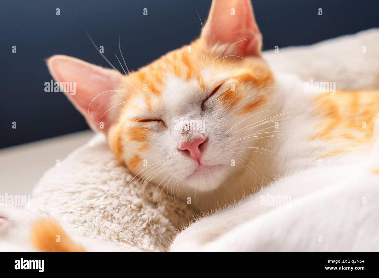 Traurige, verletzte, junge rote Katze mit einer verkrüppelten Nase. Verwundetes schlafendes Ingwerkätzchen Stockfoto