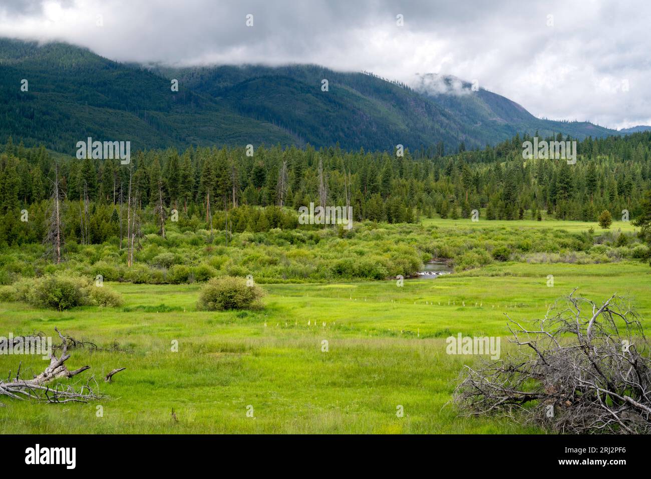 11.06.22.Wild Horse Creek, Montana. Hochwiese, auf der Naturschutzorganisationen Biberdamm-Analoga (BDA) verwenden, um den Fluss wiederherzustellen. Stockfoto