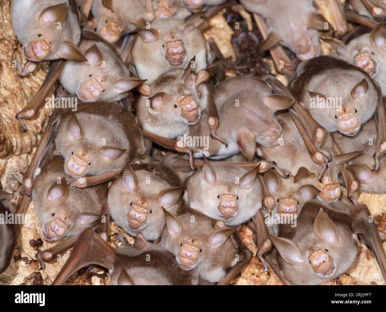 Eine Kolonie von gestreiften Blattnasenfledermäusen (Macronycteris vittatus) in einer Höhle an der Küste Kenias. Stockfoto