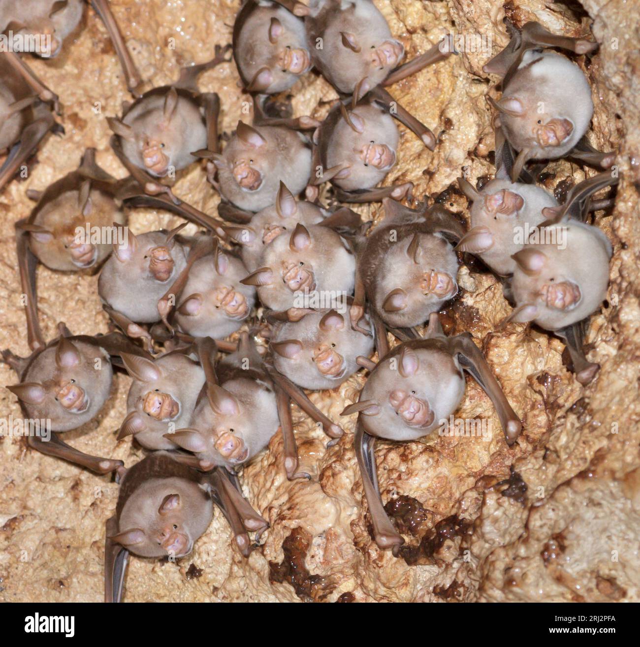 Eine Kolonie von gestreiften Blattnasenfledermäusen (Macronycteris vittatus) in einer Höhle an der Küste Kenias. Stockfoto
