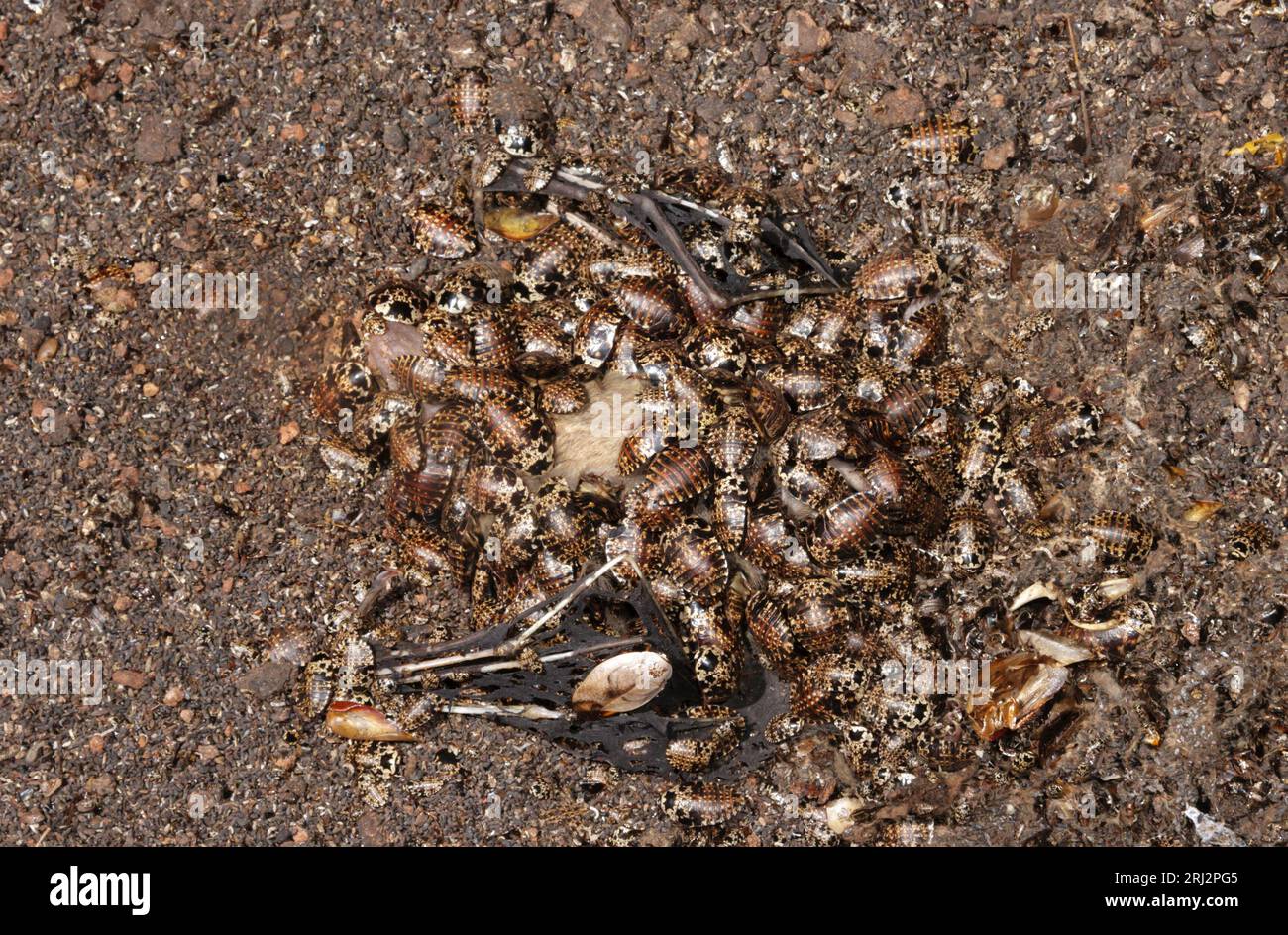 Höhlenschaben essen frische Kadaver von ägyptischen Obstfledermäusen (Rousettus aefyptiacus) auf dem Höhlenboden, an der Küste Kenias. Stockfoto
