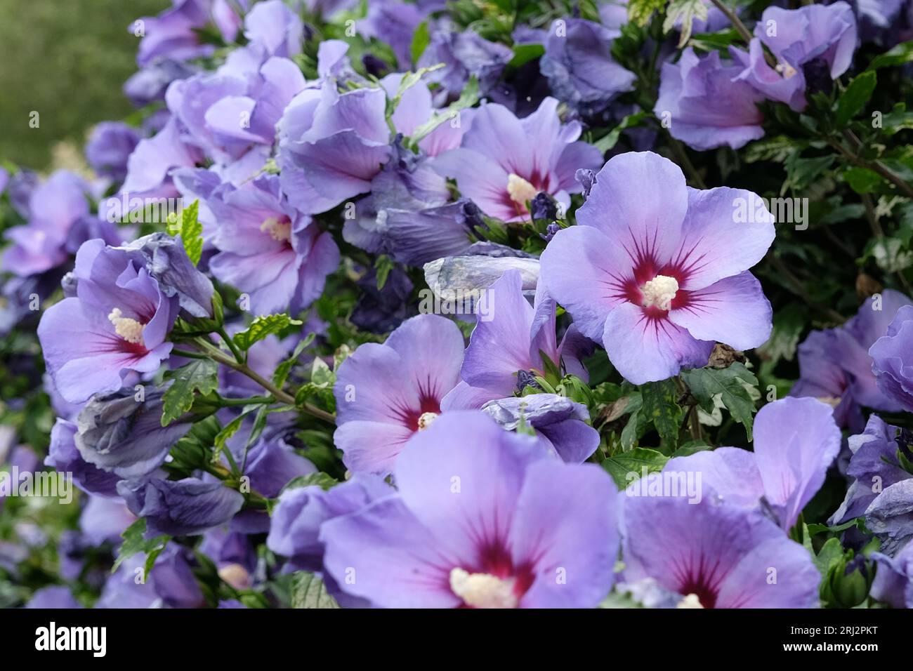 Blauer Hibiscus syriacus oder Baumhollyhock, „Oiseau Bleu“ in Blume Stockfoto