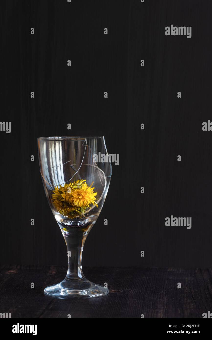 Gebrochenes Weinglas mit einer gelben Löwenzahn-Blume in den Überresten vor schwarzem Hintergrund, abstrakte kreative Bilder Stockfoto