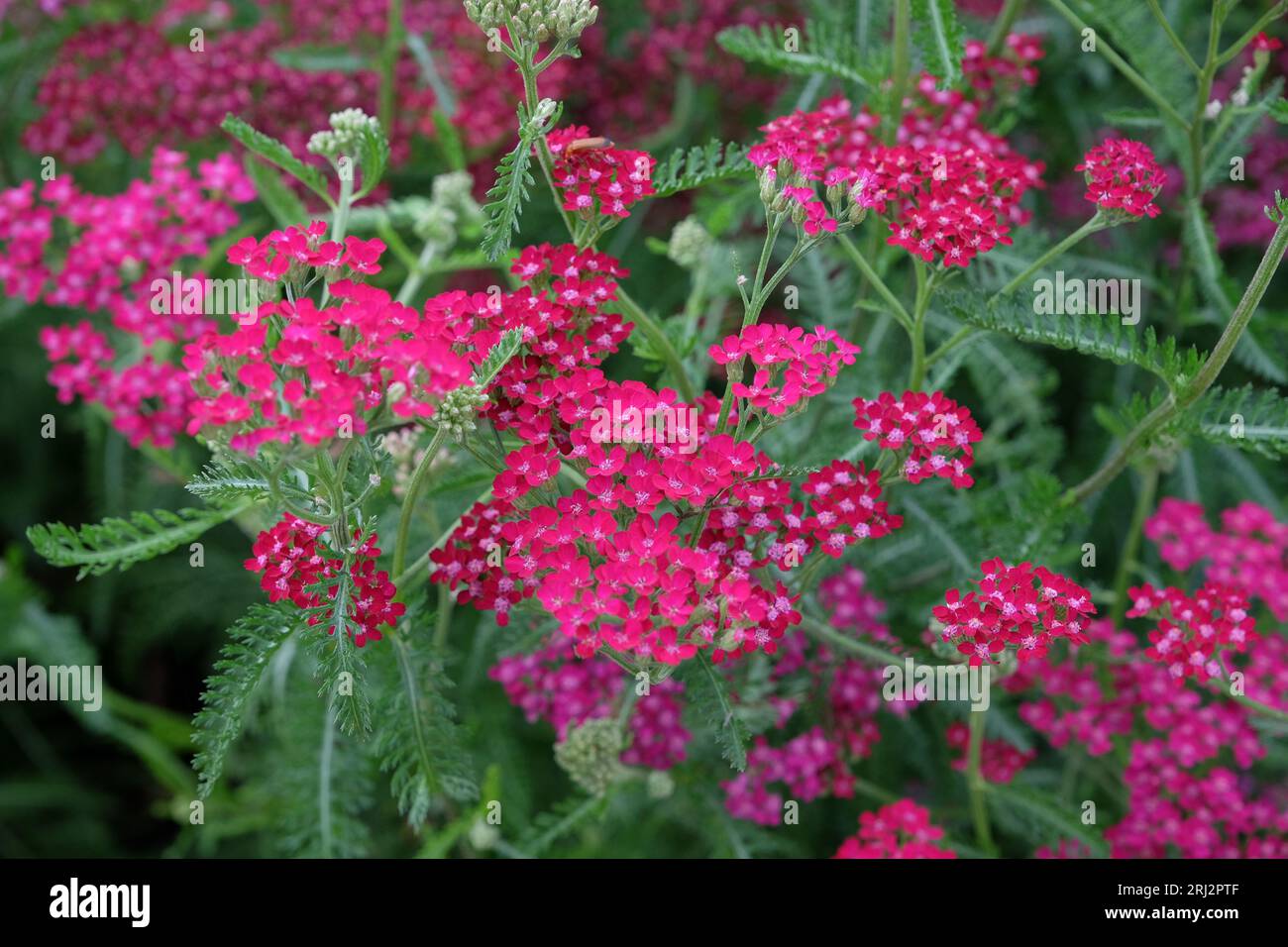 Achillea millefolium, rosa Schafgarbe in Blüte. Stockfoto