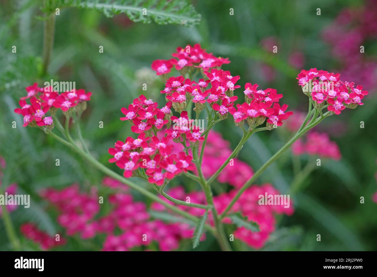 Achillea millefolium, rosa Schafgarbe in Blüte. Stockfoto