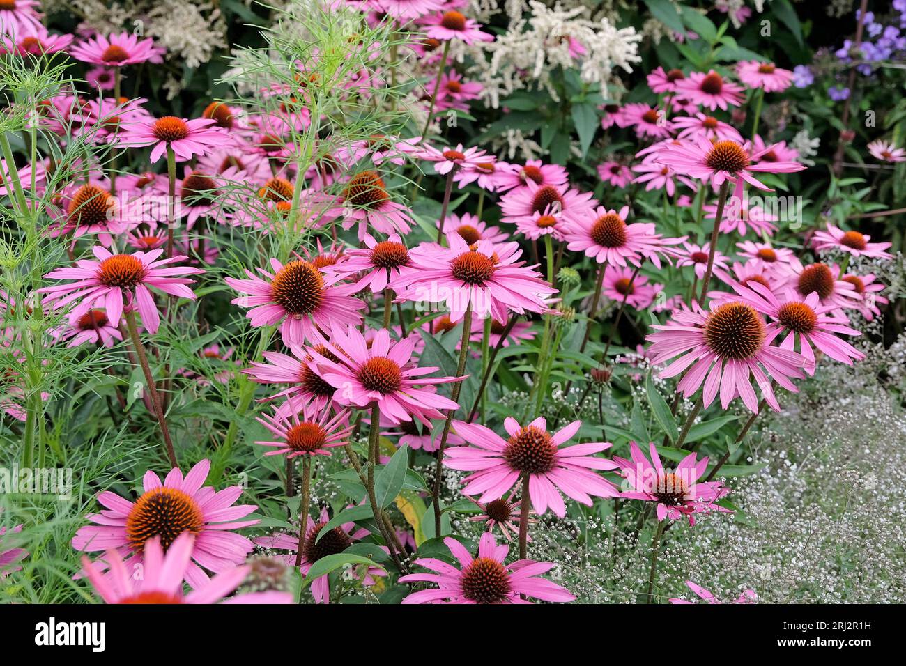 Rosa Parasol-Koneflower Echinacea purpurea „Rubinstern“ in Blüte. Stockfoto