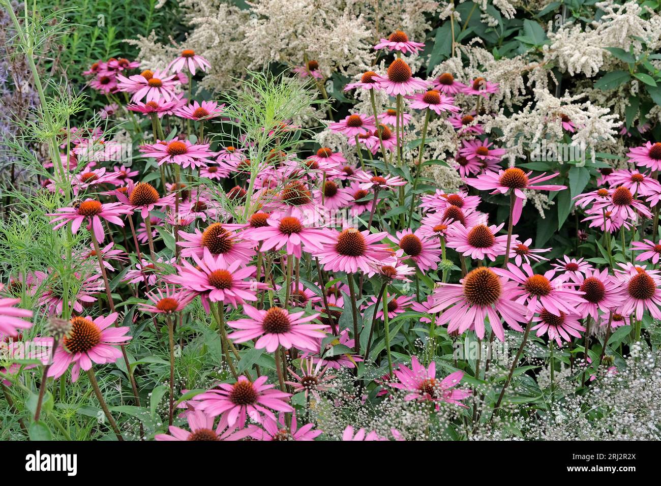 Rosa Parasol-Koneflower Echinacea purpurea „Rubinstern“ in Blüte. Stockfoto
