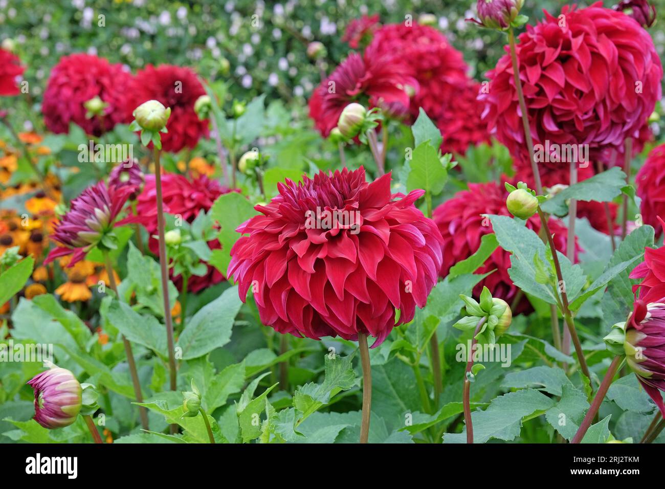 Roter Essteller mit dekorativer Dahlia „Spartacus“ in Blume. Stockfoto