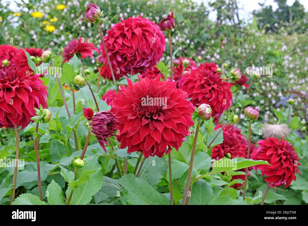Roter Essteller mit dekorativer Dahlia „Spartacus“ in Blume. Stockfoto