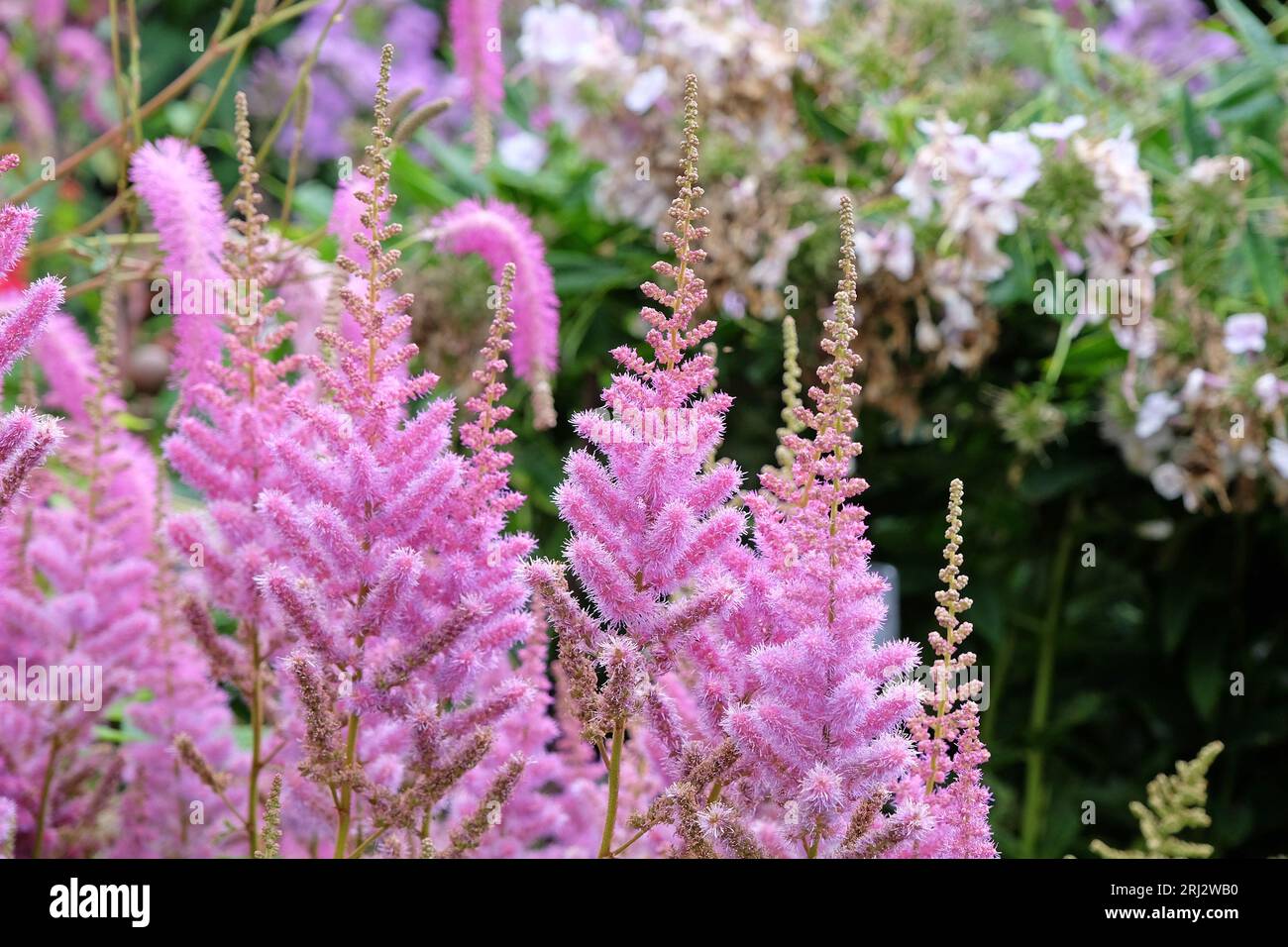 Violette Astilbe, falscher Ziegenbart oder falsche Spirea 'obergartner jurgens' x arendsii, in Blüte. Stockfoto