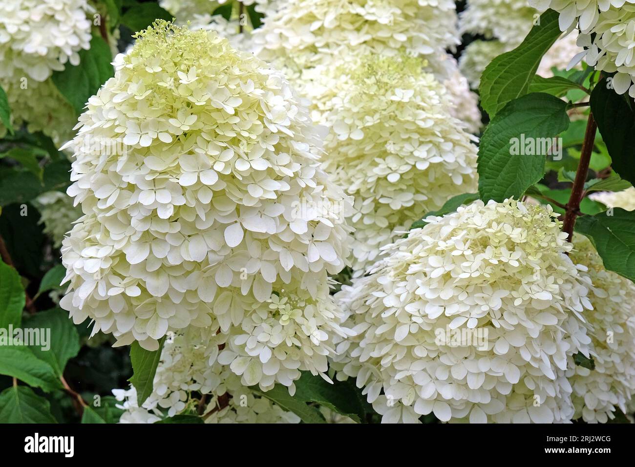 Große weiße Hydrangea paniculata 'Phantom' in Blüte. Stockfoto