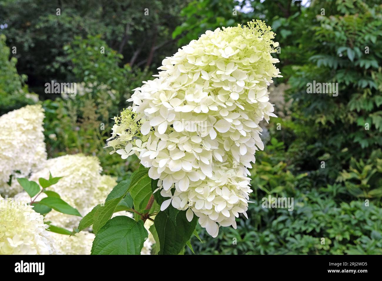 Große weiße Hydrangea paniculata 'Phantom' in Blüte. Stockfoto