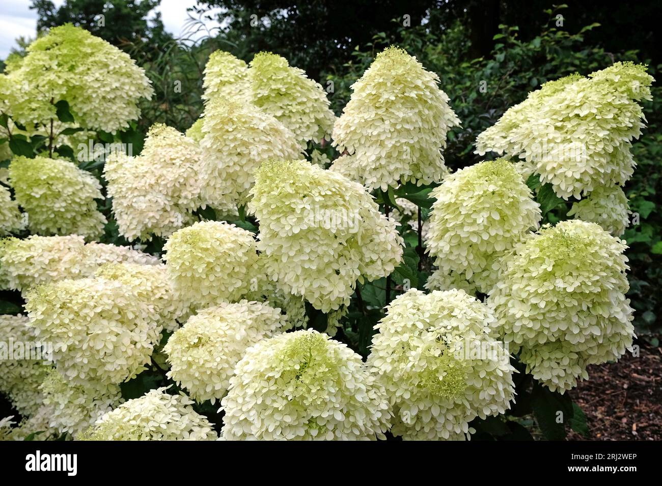 Große weiße Hydrangea paniculata 'Phantom' in Blüte. Stockfoto