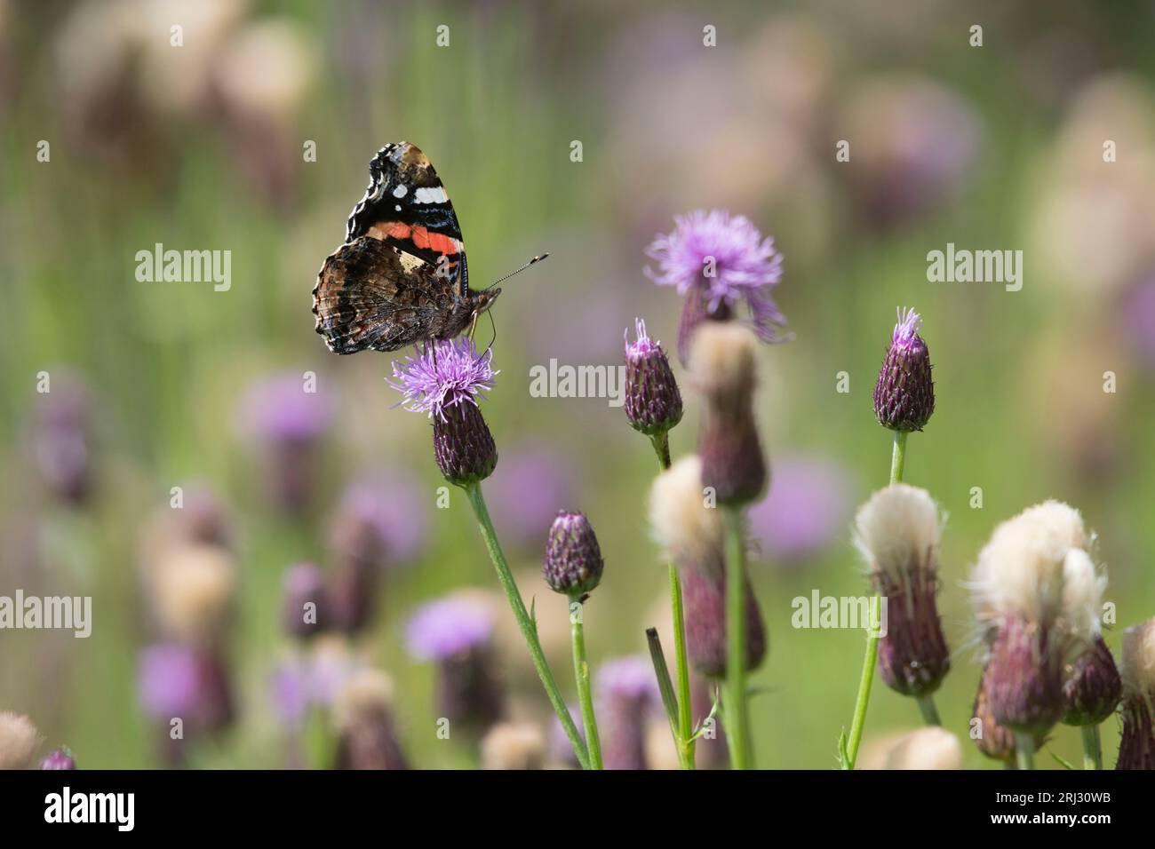 Ein roter Admiral-Schmetterling (Vanessa Atalanta), der auf einer Kriechdistel (Cirsium arvense) sitzt und seinen Unterflügel zeigt Stockfoto