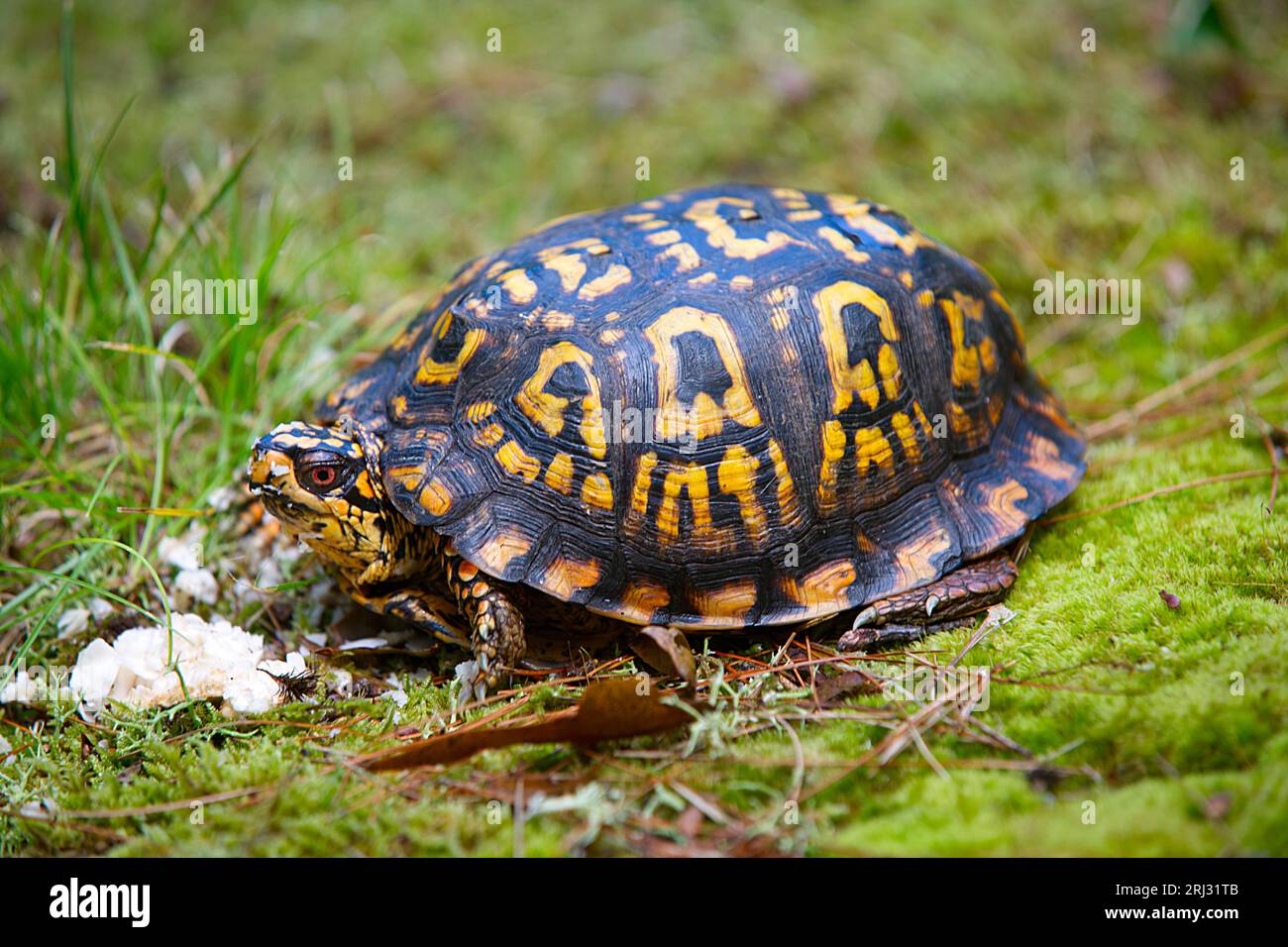 Eine Eastern Box Turtle (Terrapene carolina carolina), die in den Wäldern von Cape Cod einige Pilze schlemmt Stockfoto