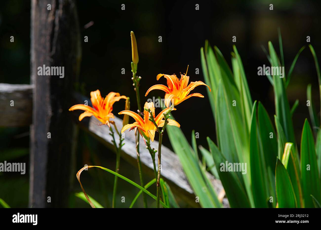 Tag Lillys (Hemerocallis fulva) in Blüte in einem Cape Cod (USA) Garten. Stockfoto