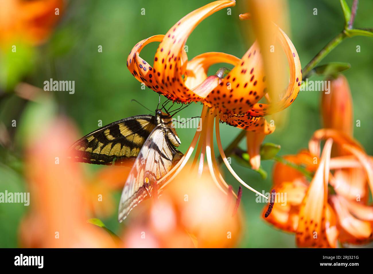 Ein zweischwängiger Schwalbenschwanzfalter (Papilio multicaudata) auf einer Tigerlilie in einem Cape Cod Garden (USA) Stockfoto