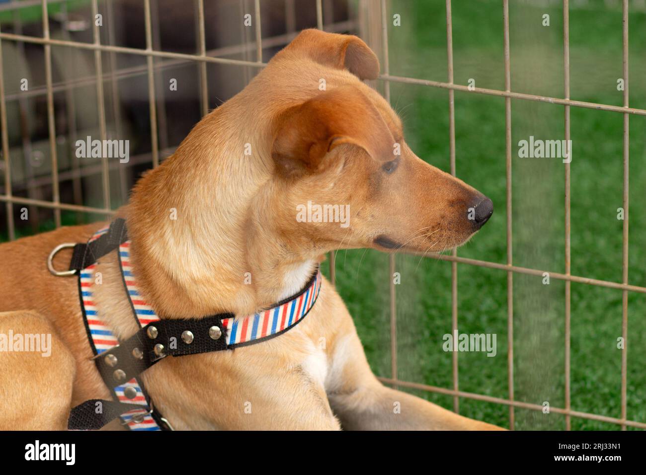 Goiania, Goias, Brasilien – 19. August 2023: Das Gesicht eines Karamellhundes in einem Stift auf einer Adoptionsmesse für verlassene Tiere. Stockfoto