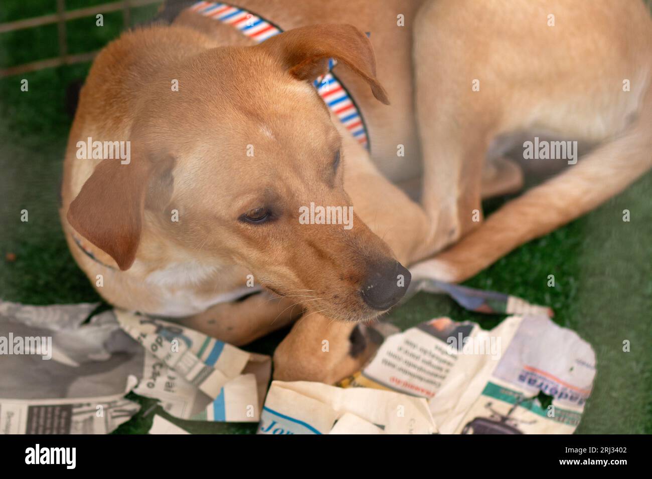 Goiania, Goias, Brasilien – 19. August 2023: Ein Hund, der auf einer Tieradoptionsmesse auf dem Boden in einem Stift liegt. Stockfoto