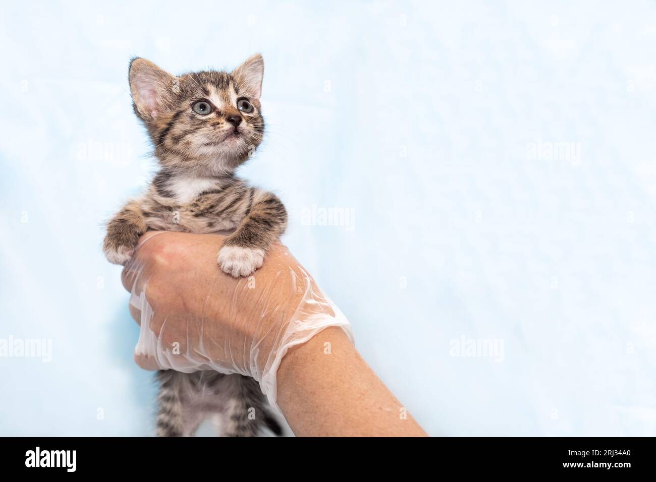 Ein kleines graues Kätzchen in den Händen eines Tierarztes zur Untersuchung, auf blauem Hintergrund mit Kopierraum. Gesundheit kleiner Haustiere. Stockfoto