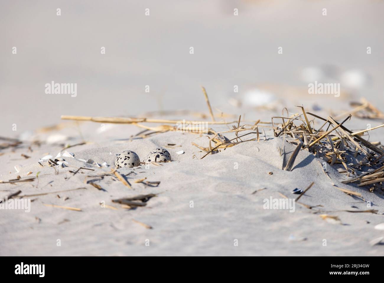 Amerikanischer Austernfänger Haematopus palliatus, Nest mit drei Eiern am Sandstrand, Stone Harbor Point, New Jersey, USA, Mai Stockfoto