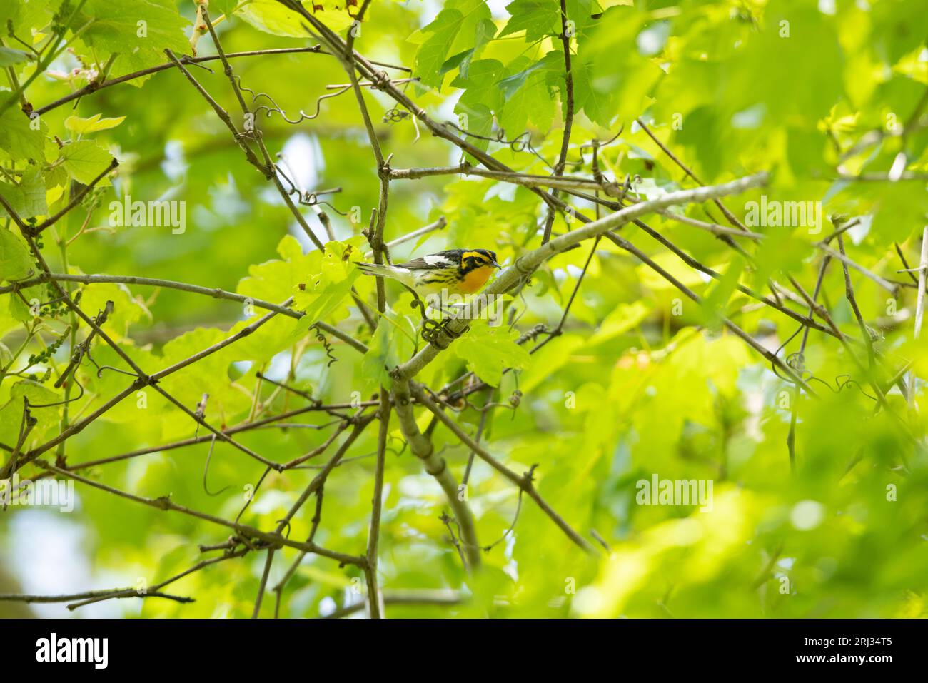 Blackburnian Warbler Setophaga fusca, ausgewachsener Rüde, der in einem Baumkronendach thront, Cox Hall Creek Wildlife Management Area, New Jersey, USA, Mai Stockfoto