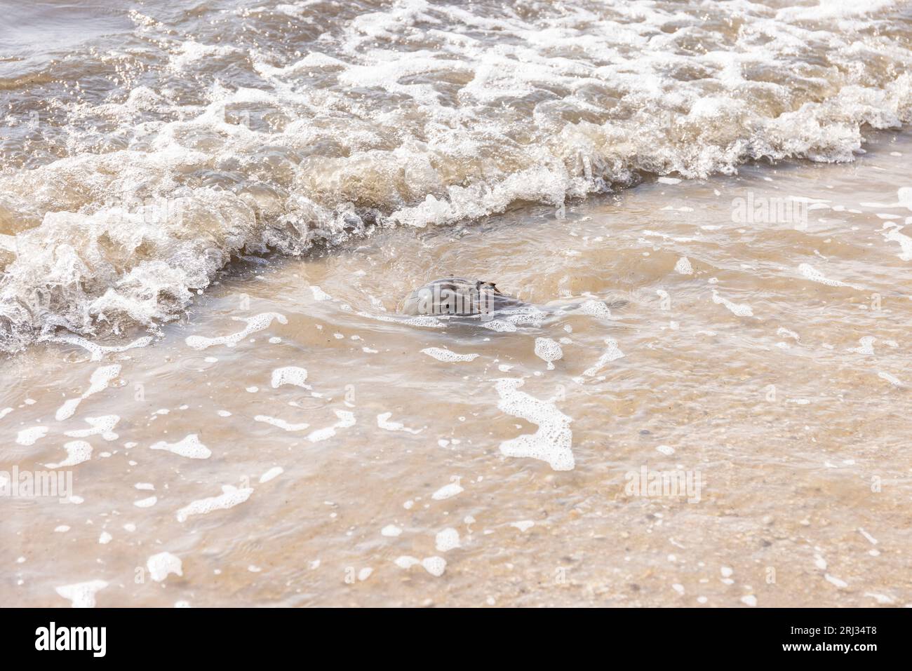 Atlantische Hufeisenkrebse Limulus polyphemus, Erwachsene, die ins Meer zurückkehren, Cooks Beach, New Jersey, USA, Mai Stockfoto
