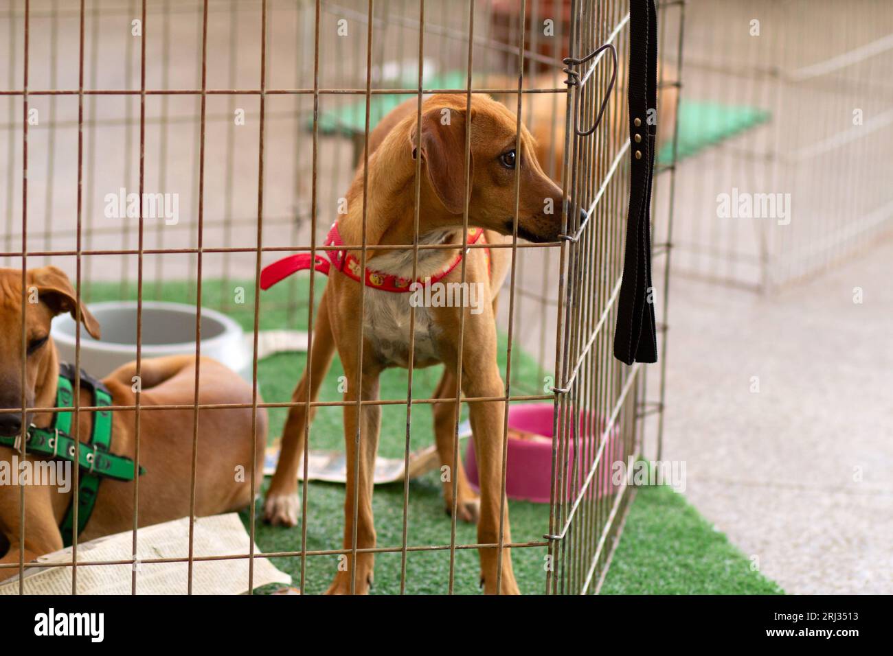 Goiania, Goias, Brasilien – 19. August 2023: Ein karamellfarbener Hund wird auf einer Adoptionsmesse in einem Stift eingeschlossen. Stockfoto