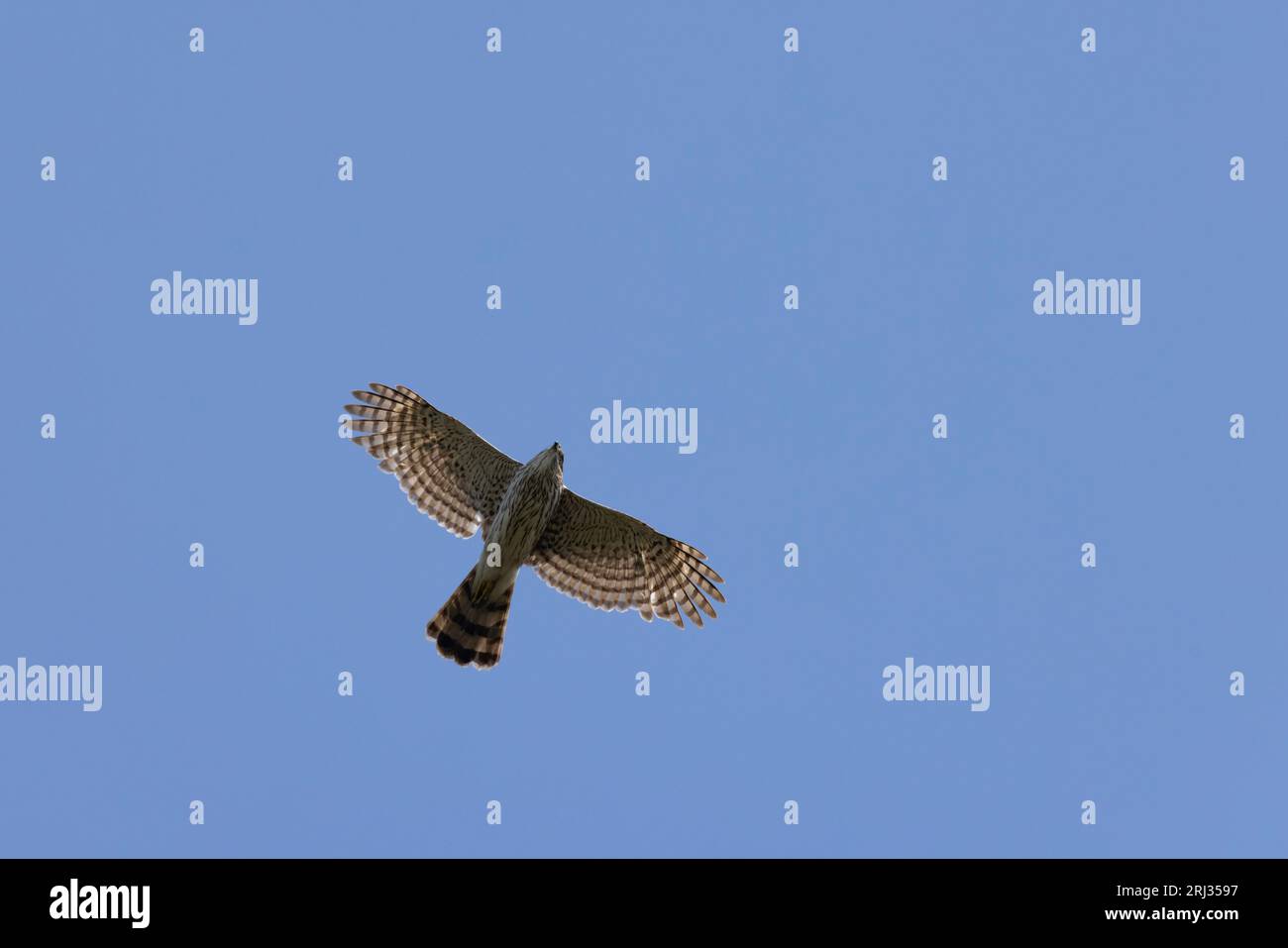 Cooper's Hawk Accipiter cooperii, Erwachsener im Flug, Cape May Bird Observatory, New Jersey, USA, Mai Stockfoto