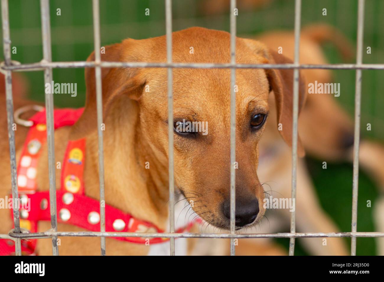 Goiania, Goias, Brasilien – 19. August 2023: Einige karamellfarbene Welpen in einem Stift auf einer Tieradoptionsmesse. Stockfoto