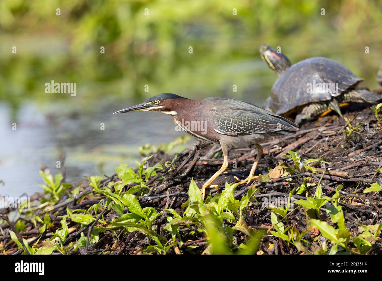 Green Heron Butorides virescens, Erwachsene auf der Insel, Cape May Bird Observatory, New Jersey, USA, Mai Stockfoto